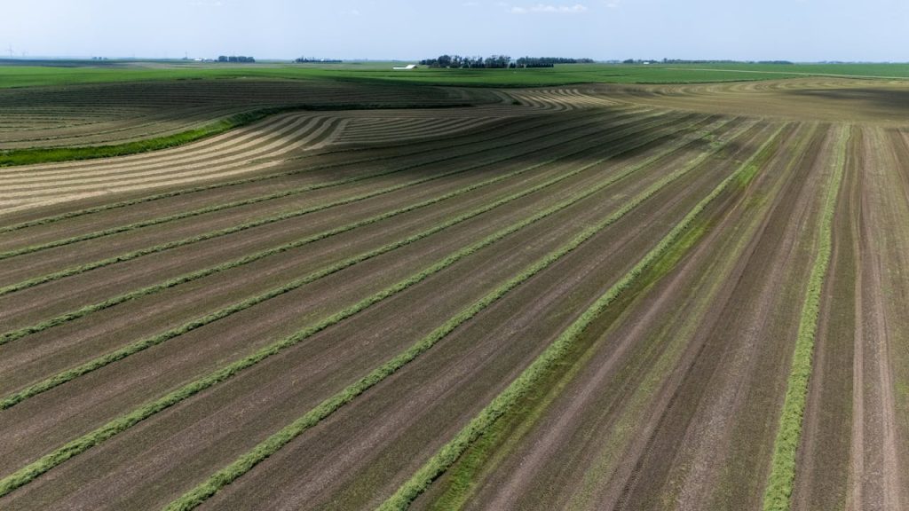 aerial-view-of-harvested-fields-in-summer-33786987 Wide aerial view of a harvested field with neat rows, capturing the essence of summer agriculture.