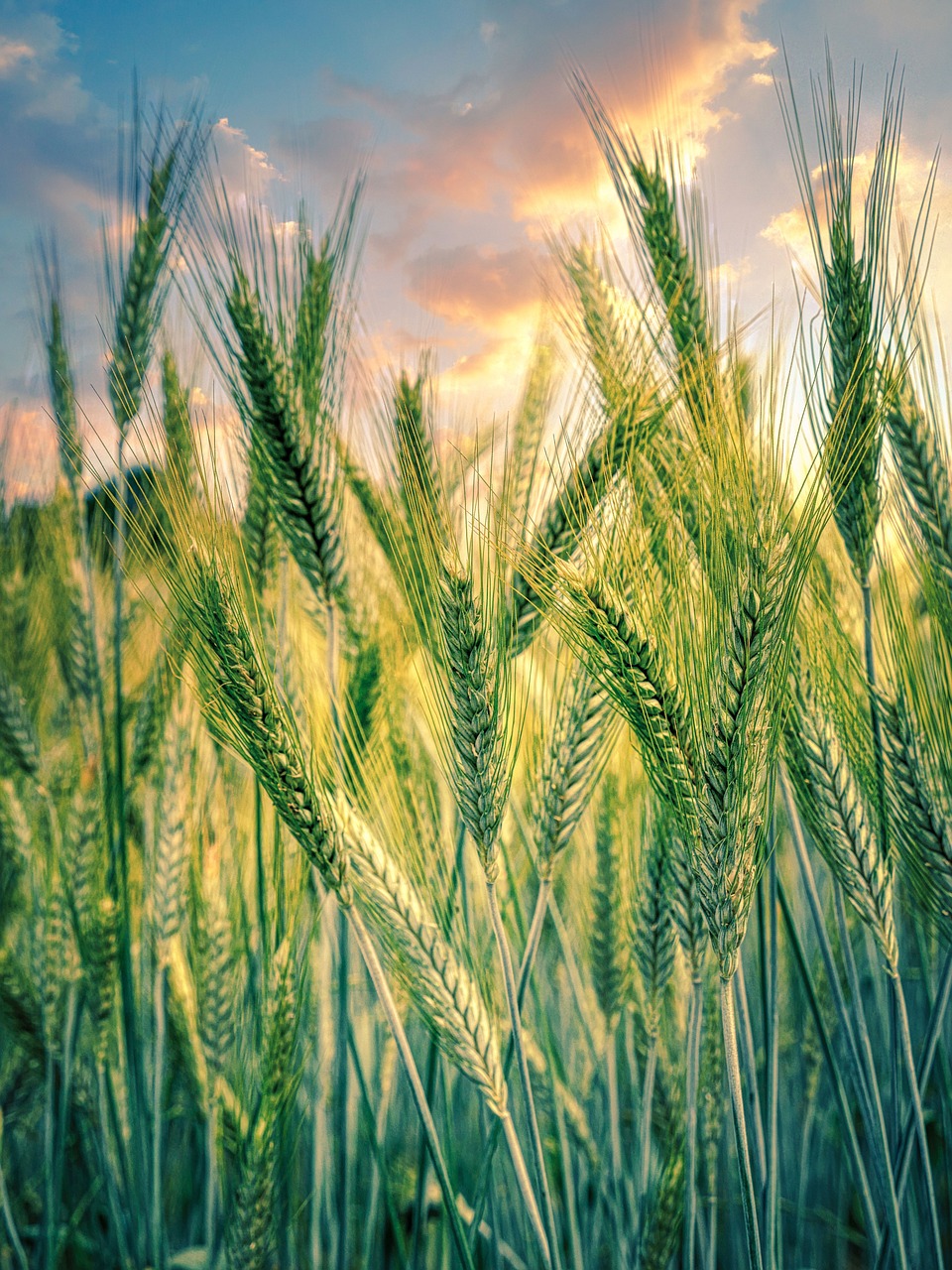 about-01 cereals, grain, field, plant, sunset, rye, agriculture, nature, growth, rural, cultivation, food, sunrise, clouds, sunlight, agriculture, agriculture, agriculture, agriculture, agriculture