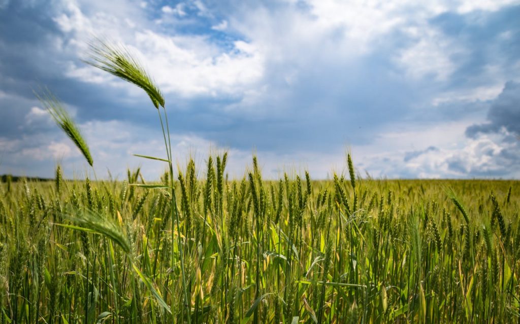 cropland-221016 A vibrant wheat field stretches under a dramatic cloud-filled sky, capturing natures beauty.